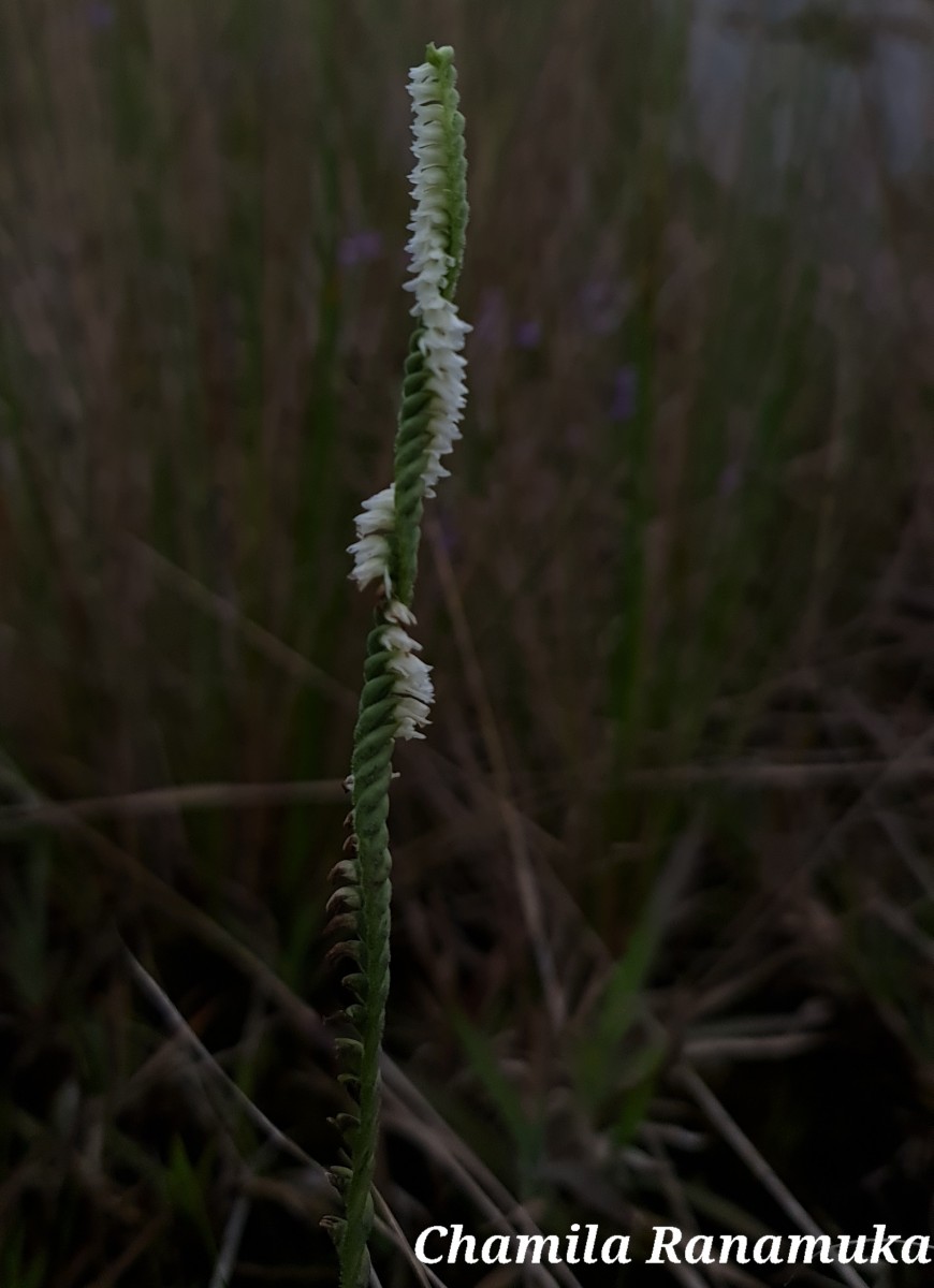 Spiranthes flexuosa (Sm.) Lindl.